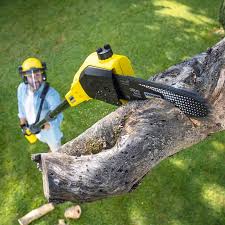 Best Tree Trimming and Pruning  in Barbourville, KY