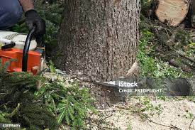Best Commercial Tree Services  in Barbourville, KY