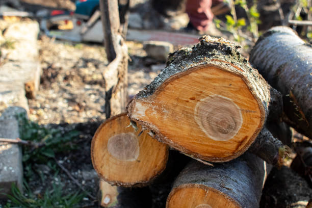 How Our Tree Care Process Works  in  Barbourville, KY