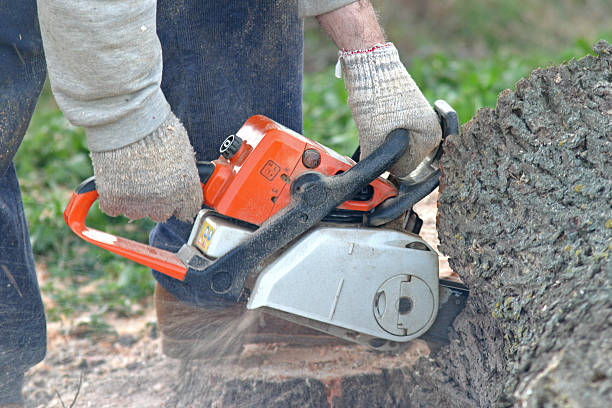 Barbourville, KY Tree Care Company