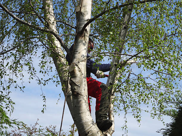  Barbourville, KY Tree Care Pros